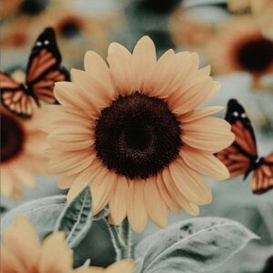 🌻Unlisted Item from Live Show @chelsfinds